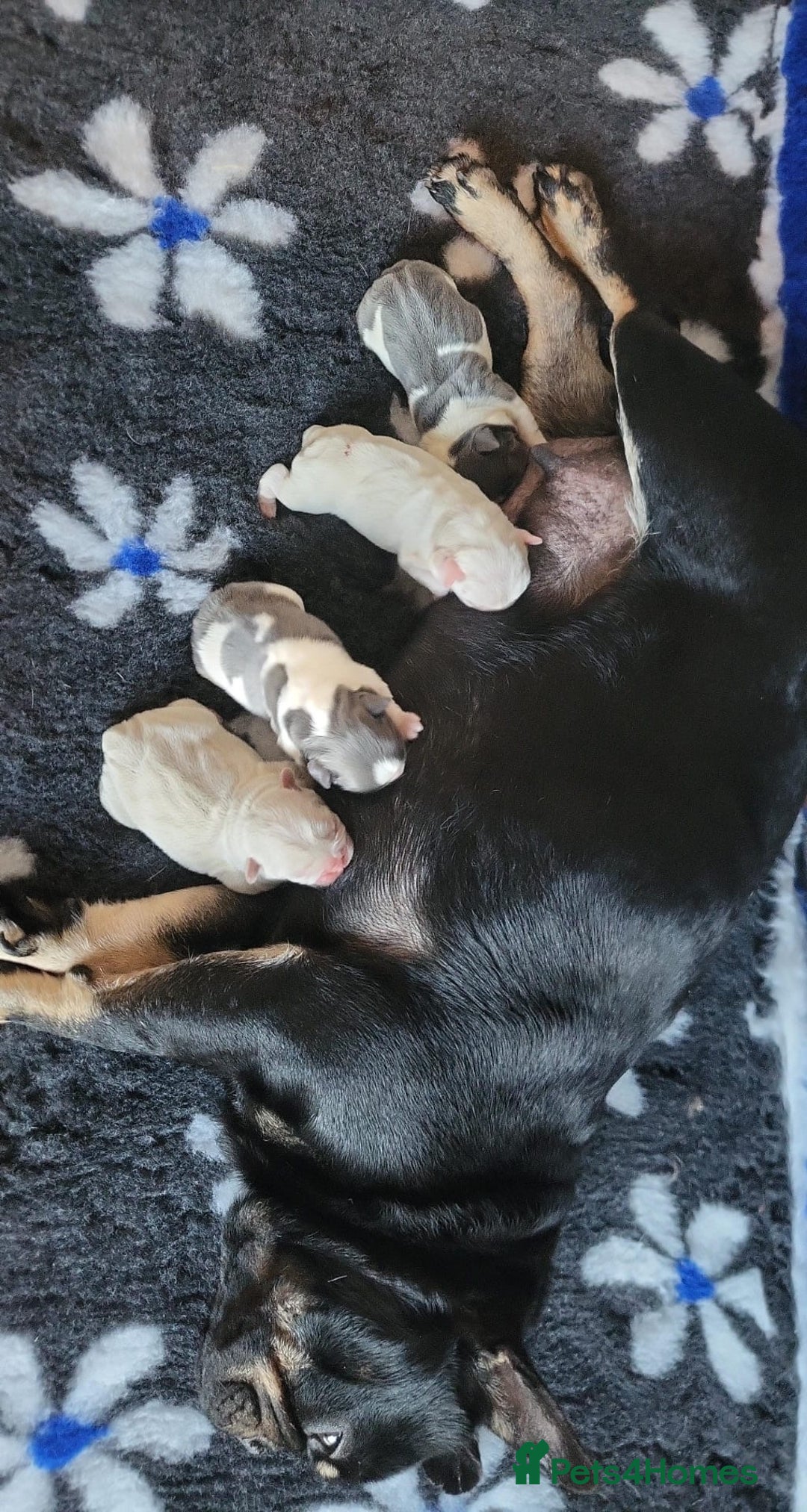 French Bulldog dogs for sale:  11 weeks old Unique French bulldogs pups - Image 8