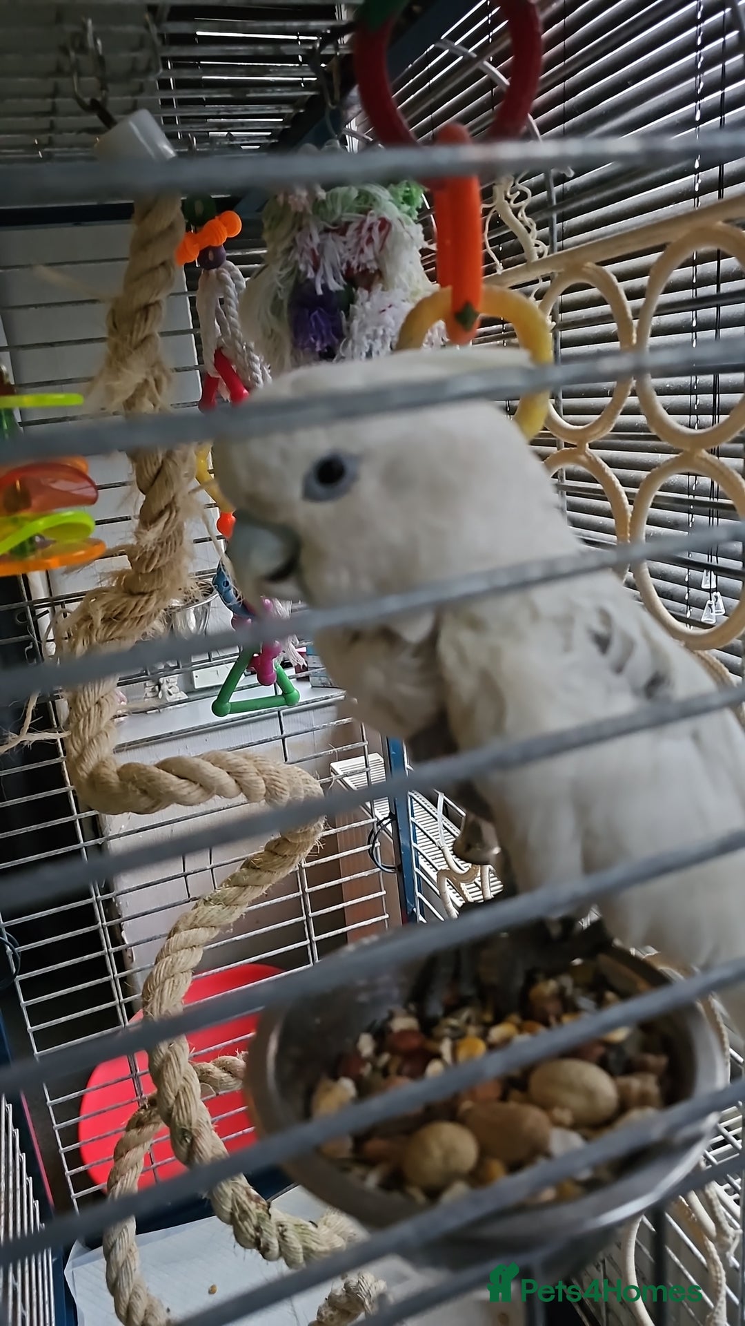 Cockatoo birds for sale: Cockatoo for sale  - Advert 6