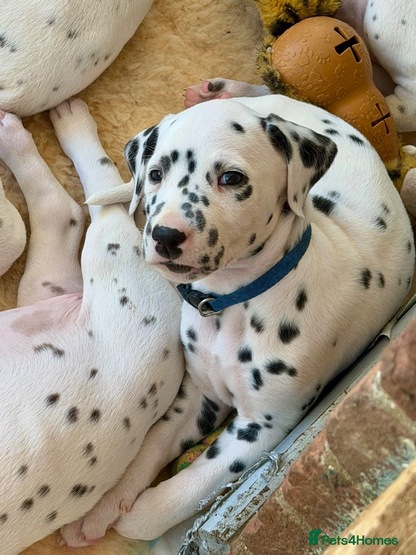 Dalmatian dogs Dalmatian boy and girl - ready 23/10/2026 - Advert 1