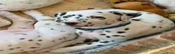 Dalmatian dogs for sale: Unexpectedly re-available Dalmatian girl-ready now - Advert 6