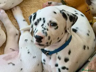 Dalmatian dogs Dalmatian boy and girl - ready 23/10/2026 - Advert 1