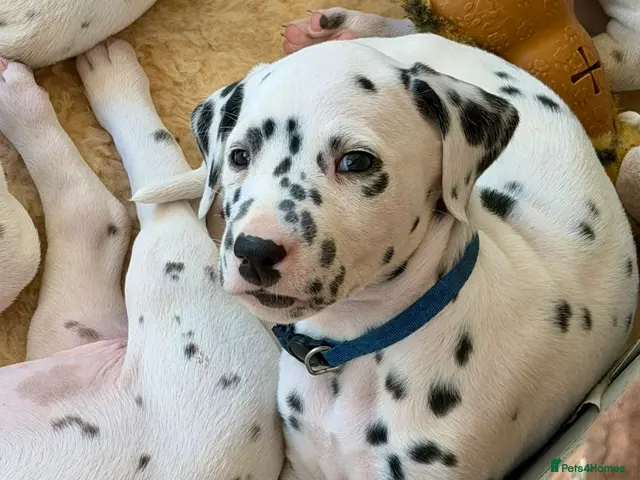 Dalmatian dogs Dalmatian boy and girl - ready 23/10/2026 - Advert 2