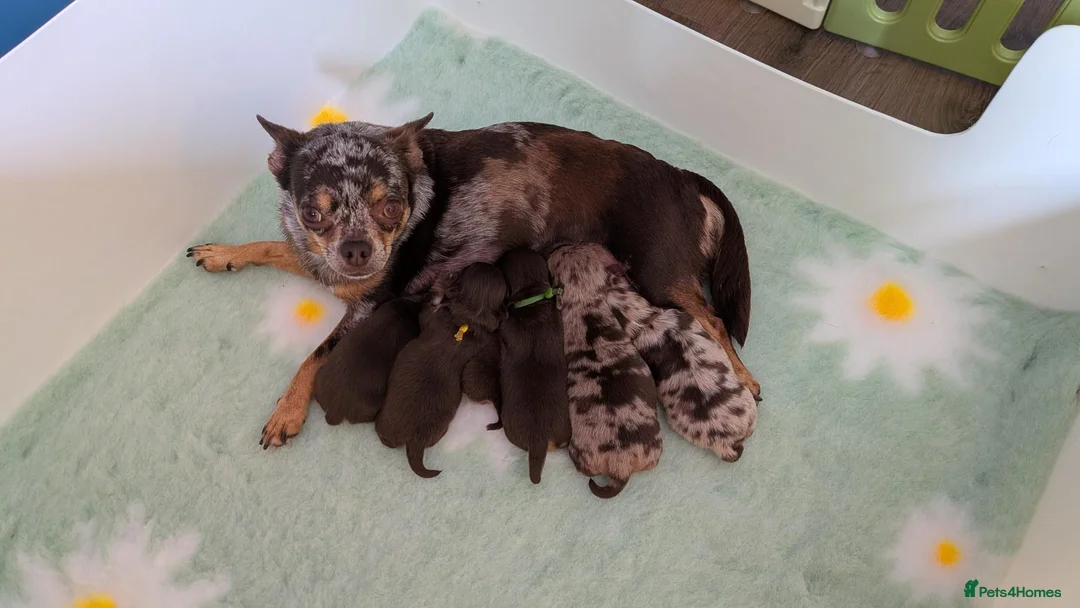 Chihuahua dogs for sale: Chihuahua Puppies  - Advert 18