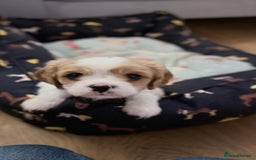 Cavalier King Charles Spaniel dogs for sale: 1 Adorable Cavalier King Charles Puppy for sale - Image 14