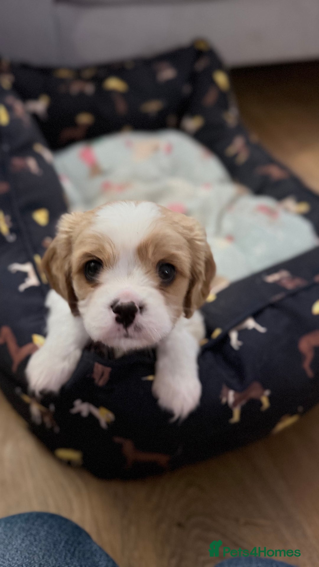 Cavalier King Charles Spaniel dogs for sale: 1 Adorable Cavalier King Charles Puppy for sale - Image 14