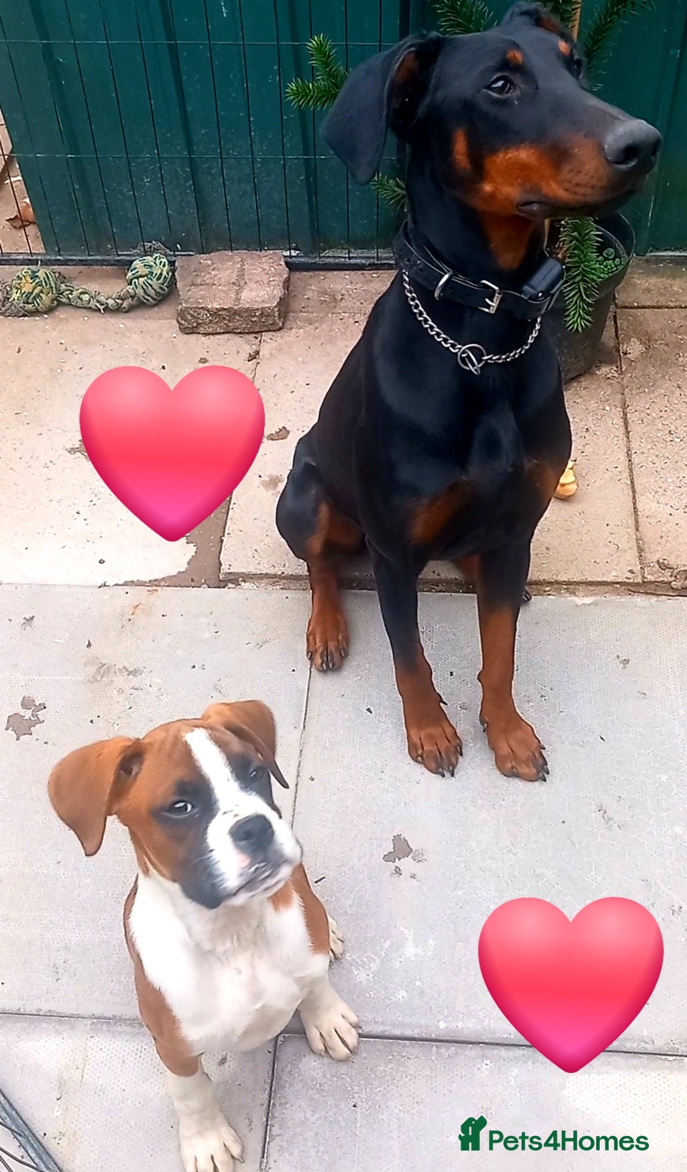 Boxer dogs Last KC Puppy looking for their forever home - Advert 3