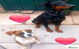 Boxer dogs for sale: Last KC Puppy looking for their forever home - Image 1