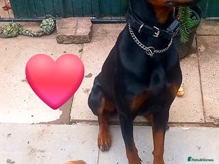 Boxer dogs Last KC Puppy looking for their forever home - Advert 4