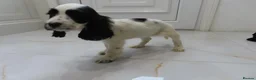 Cocker Spaniel dogs for sale: Beatiful Cocker spaniel puppies - Advert 6