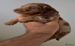 Miniature Dachshund dogs for sale: Quality miniature long hair choc & tan dapples - Image 4