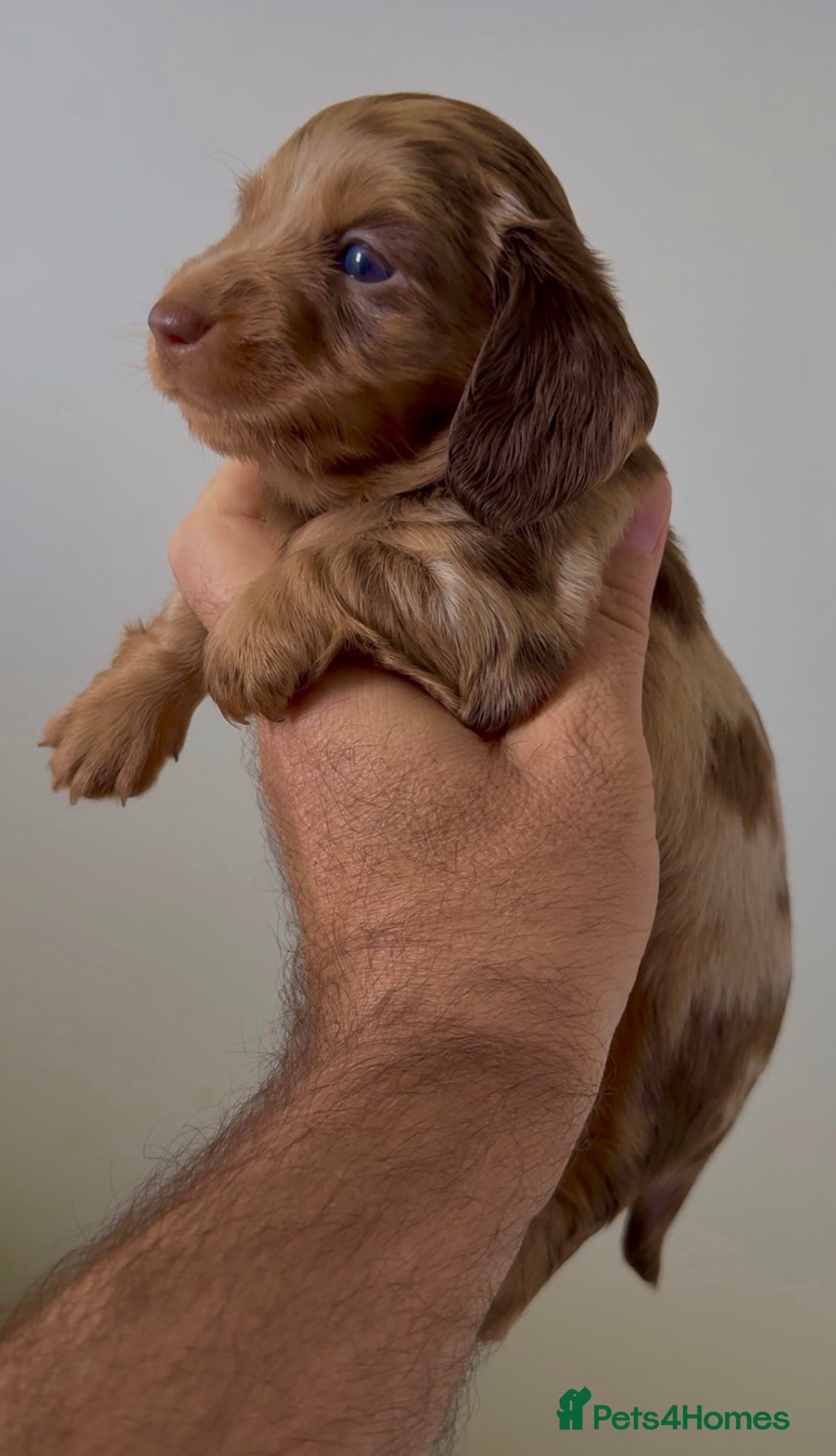 Miniature Dachshund dogs for sale: Quality miniature long hair choc & tan dapples - Image 4