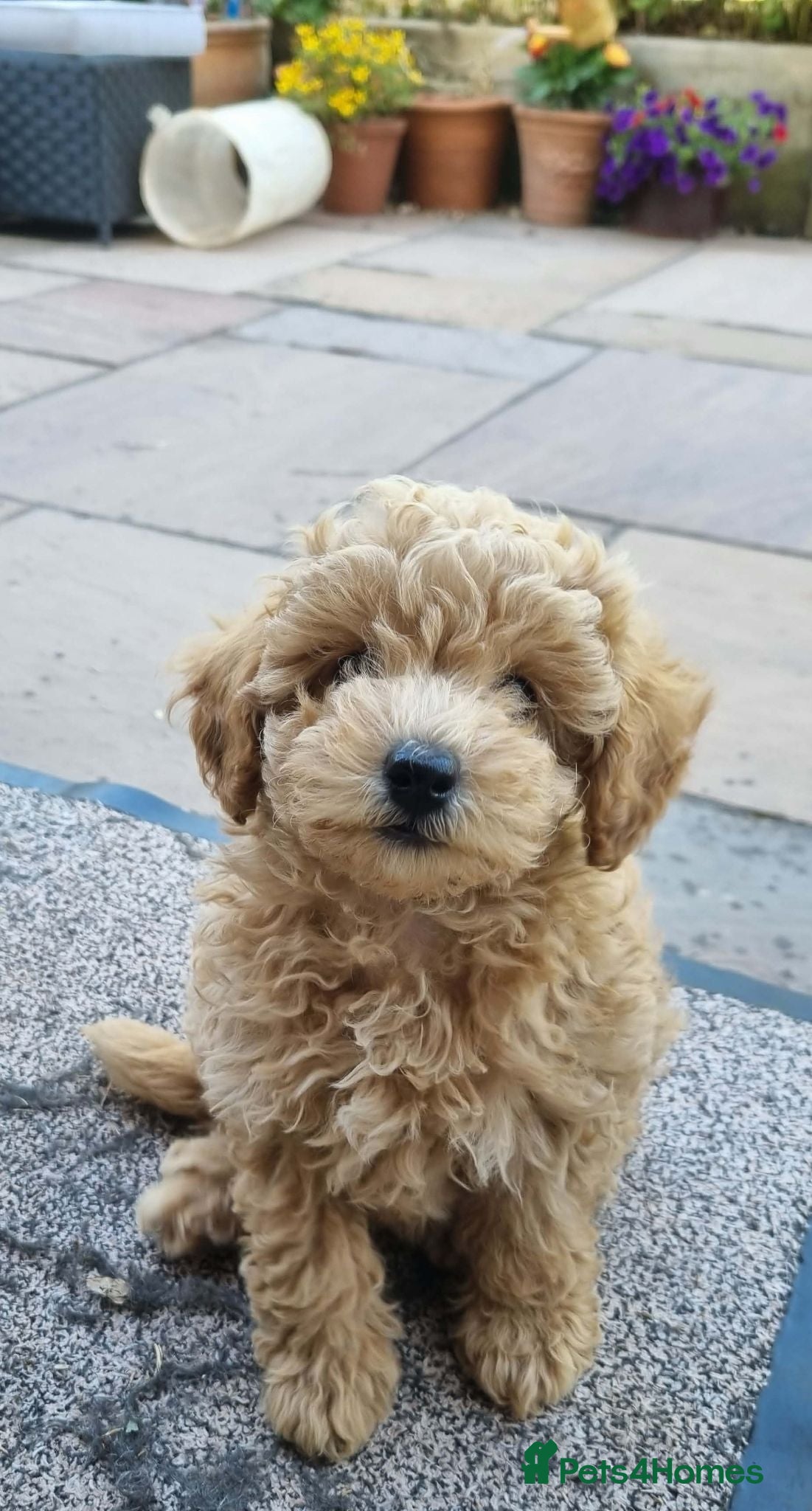 Toy Poodle dogs Stunning litter of Toy Poodles  - Advert 9