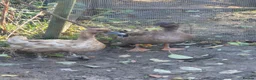 Ducks poultry for sale: Khaki Campbell Ducks - Advert 2