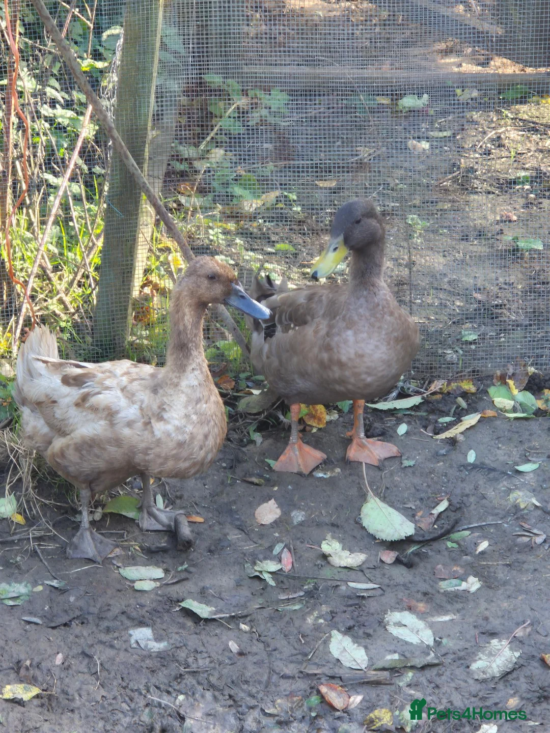 Ducks poultry for sale: Khaki Campbell Ducks - Advert 2