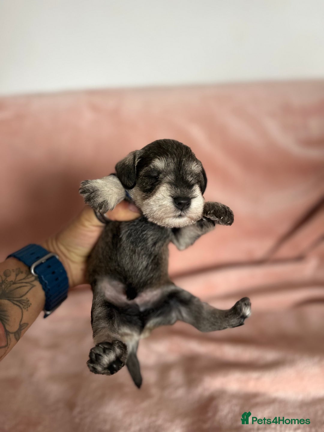 Miniature Schnauzer dogs for sale: OUTSTANDING CHAMPION LINES PUPPIES  - Advert 13