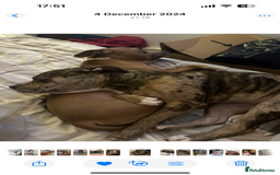Mixed Breed dogs for sale: American bull staff puppies  - Image 24