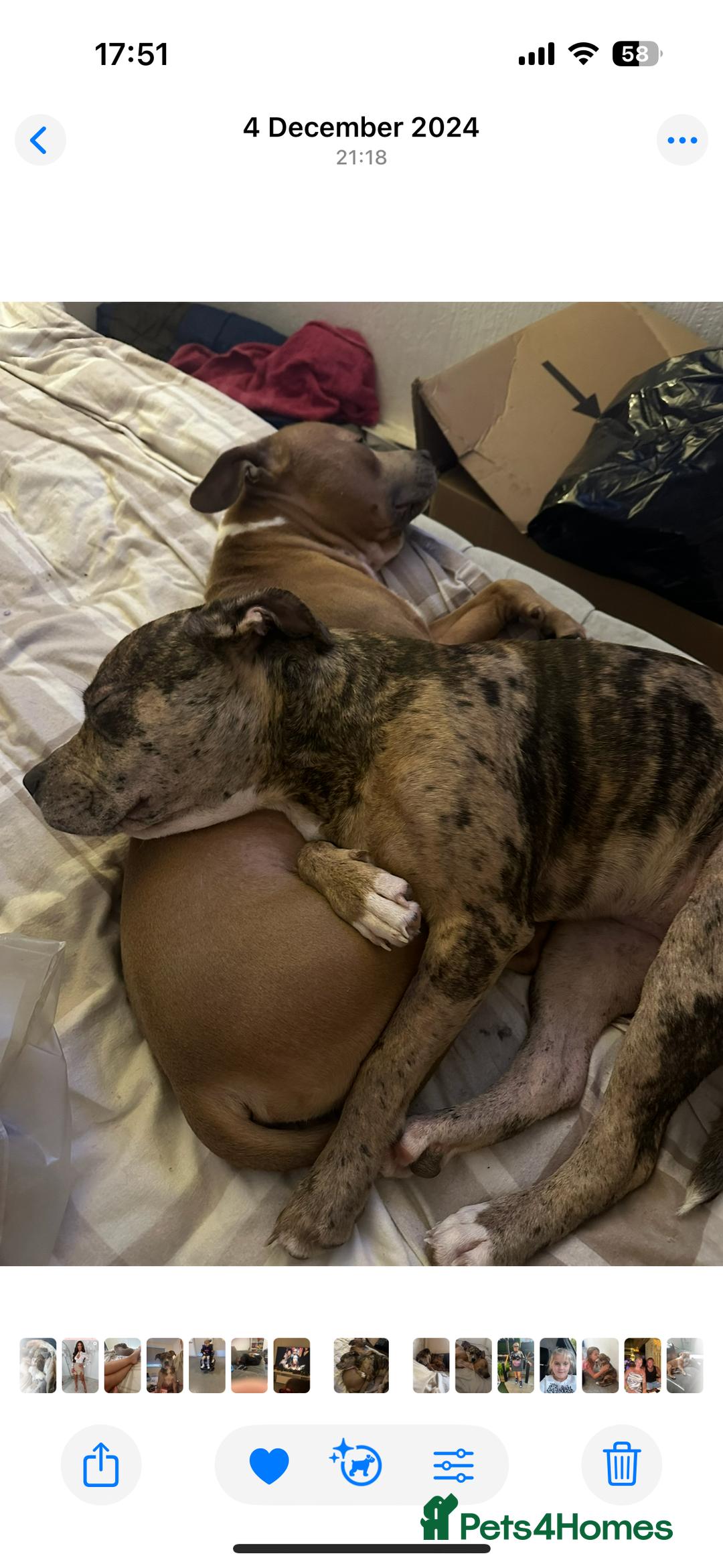 Mixed Breed dogs for sale: American bull staff puppies  - Image 24