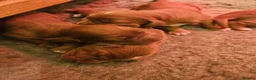 Cocker Spaniel dogs for sale: Beautiful Red Working Cocker Spaniel Puppies - Advert 4