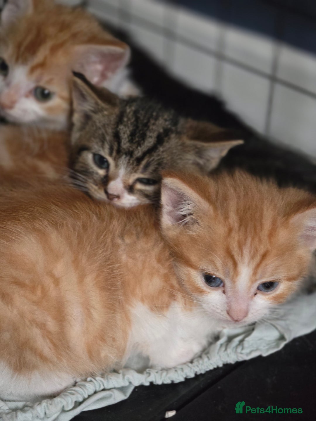 British Shorthair cats for sale: Adorable kittens - Advert 10