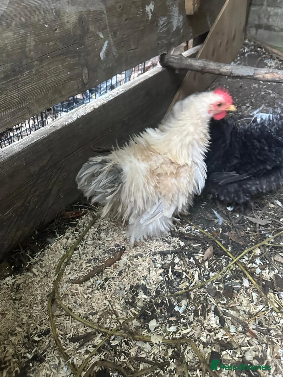 Chickens poultry for sale: 4 lavender pekins + 1 fluffy bantam. in Broadstairs - Advert 1