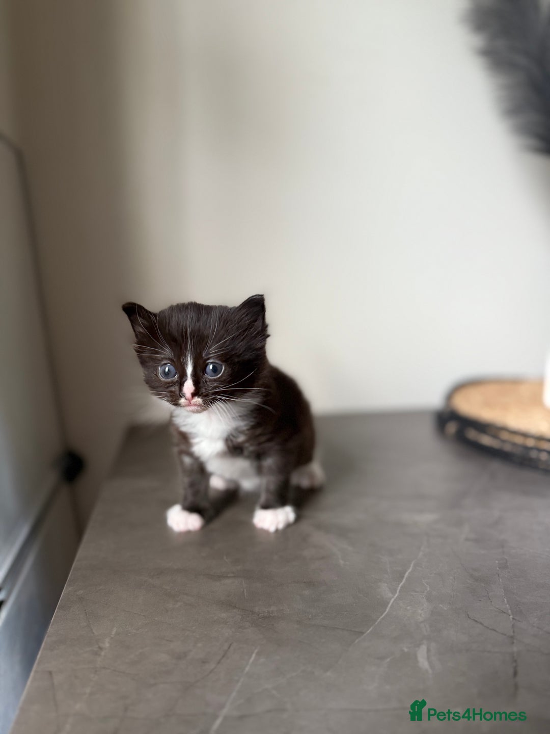 Ragdoll cats for sale: Ragdoll x kitten - Female 🐾🩷 REDUCED  - Image 6