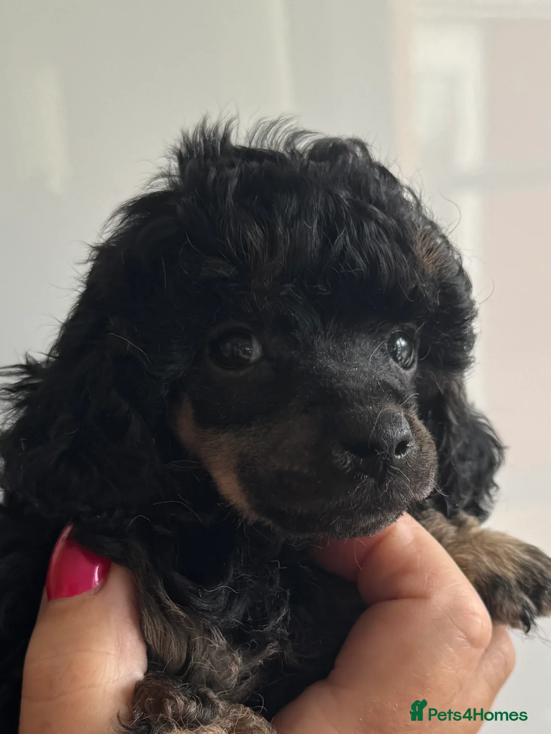 Toy Poodle dogs for sale: Outstanding tiny toy poodles  - Advert 7
