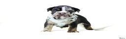 English Bulldog dogs for sale: Unreal English bull dogs  - Advert 9