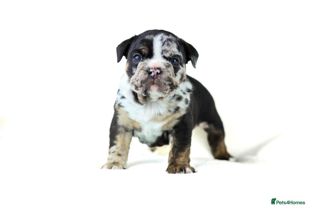 English Bulldog dogs for sale: Unreal English bull dogs  - Advert 9
