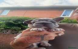 French Bulldog dogs for sale: French bulldog babies  - Image 24