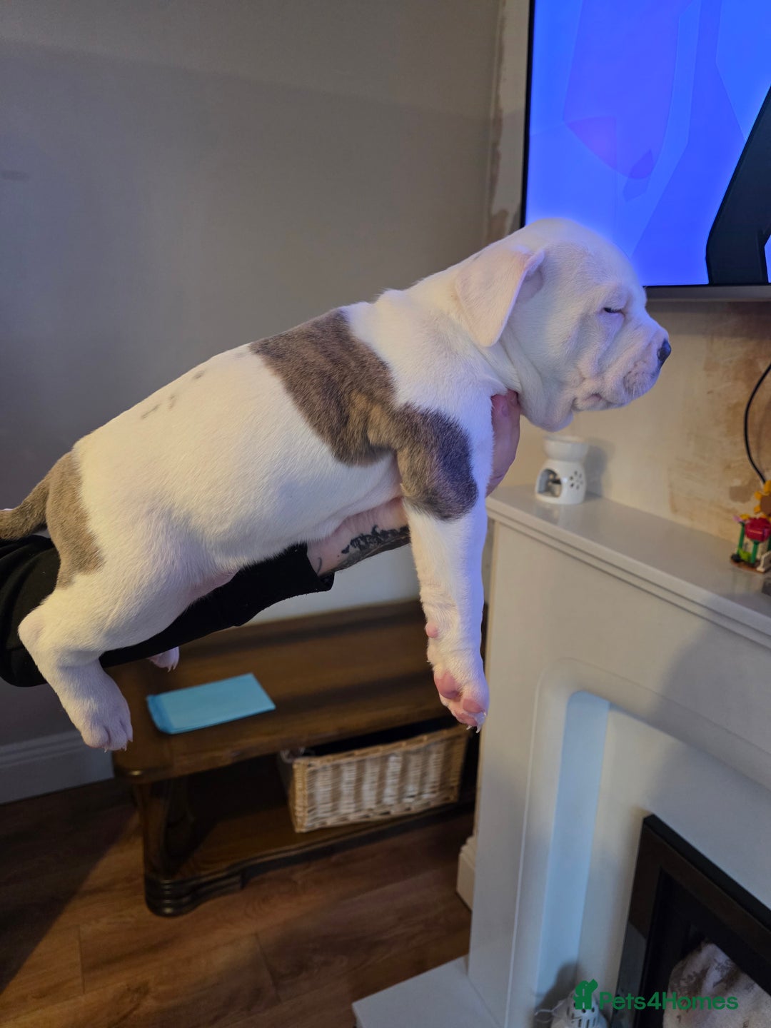 American Bully dogs for sale: Pocket Bully pups  - Image 10
