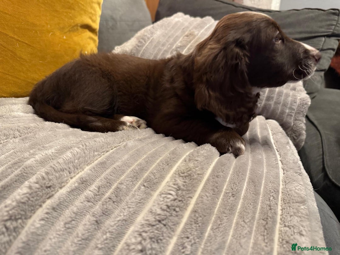 Mixed Breed dogs for sale: Doxie puppies  - Advert 40