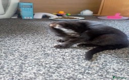 British Shorthair cats for sale: Kittens for sale! - Image 2