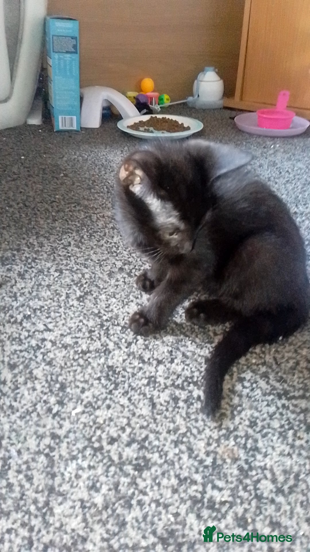 British Shorthair cats for sale: Kittens for sale! - Image 2