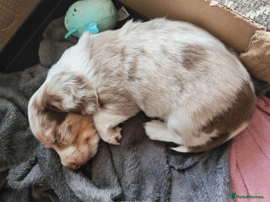 Miniature Dachshund dogs for sale: Long hair isabell dapple piebald - Advert 1