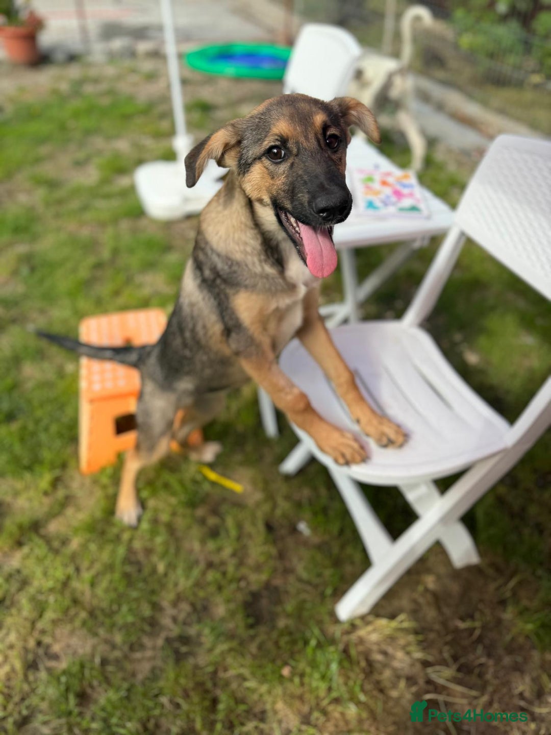 Mixed Breed dogs for adoption: BIBY, a Lovely young girl - for a Loving Home - Advert 10