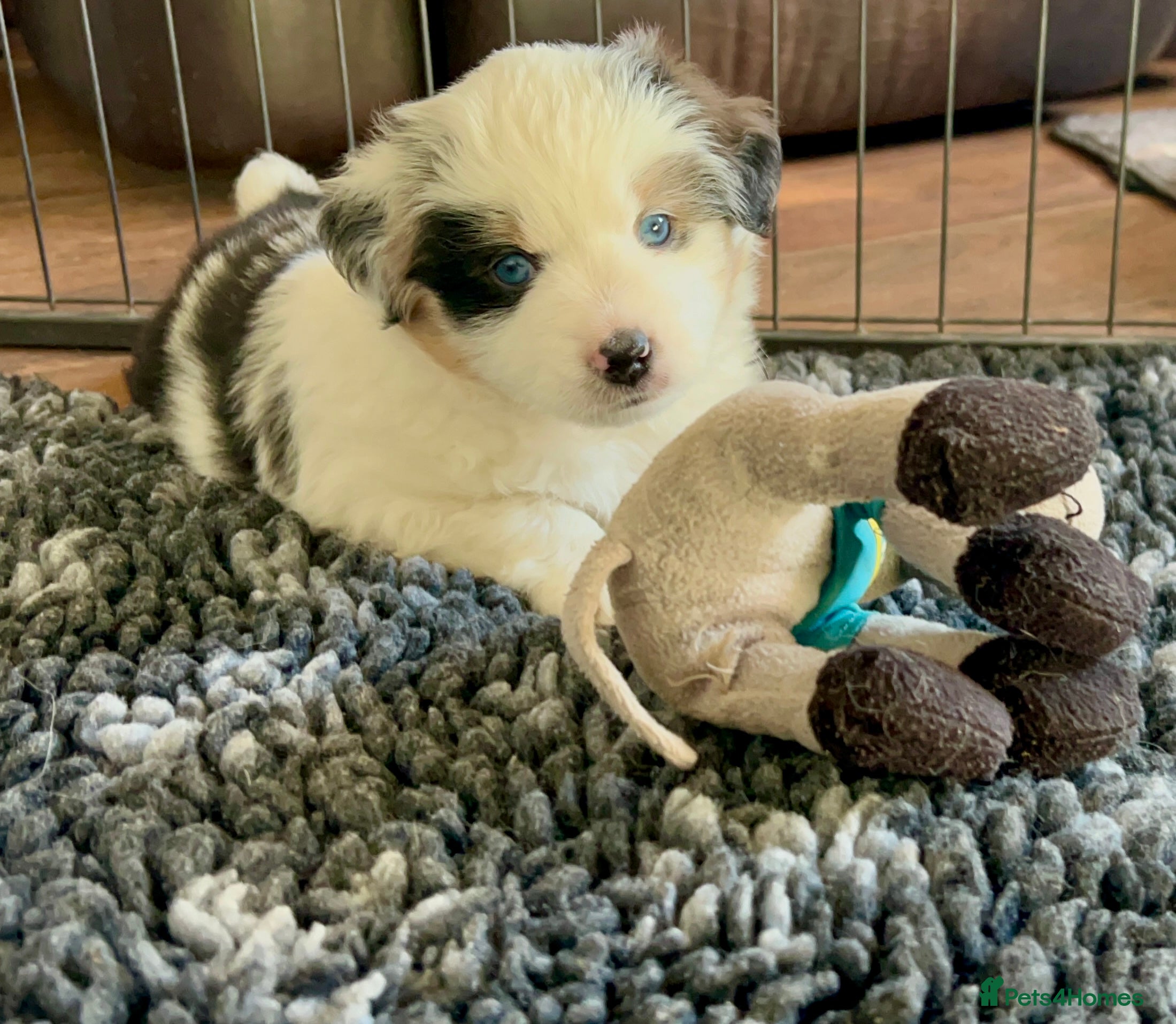 Australian Shepherd dogs Rare Mini Australian Shepherd puppies- show line. - Advert 1