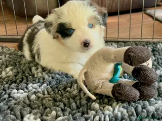 Australian Shepherd dogs Rare Mini Australian Shepherd puppies- show line. - Advert 7