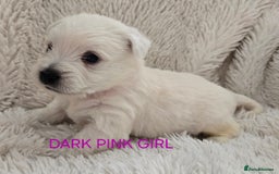 West Highland Terrier dogs for sale: STUNNING WEST HIGHLAND TERRIER PUPPIES  - Image 8