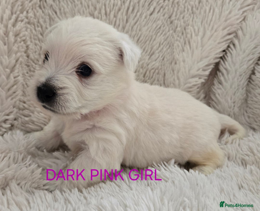 West Highland Terrier dogs for sale: STUNNING WEST HIGHLAND TERRIER PUPPIES  - Image 8