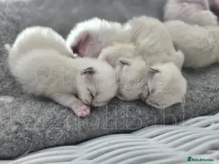 Ragdoll cats All reserved now - Advert 6