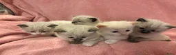 Ragdoll cats for sale: Ragdoll x Siamese Gorgeous kittens 3 Girls 2 Boys - Advert 8