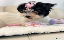Biewer Terrier dogs for sale: 🩶🩷Biewer-Biro Champion heritage pups! 🐶❤️ - Image 33