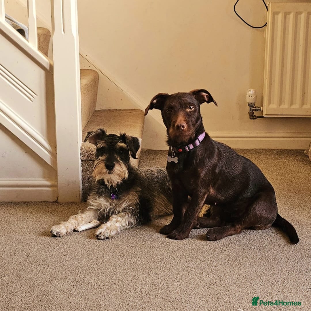 Mixed Breed dogs Patterdale cross miniature schnauzer puppies  - Advert 2