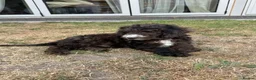 Cockapoo dogs for sale: *LAST 3 LEFT READY TO LEAVE*F1B Cockapoos🐶 - Advert 30