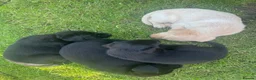 Labrador Retriever dogs for sale: Labrador puppies yellow & black - Advert 8