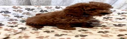 Cavapoo dogs for sale: Cavapoo puppys - Advert 4