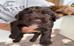 Sprocker dogs for sale: Chocolate sprocker spaniel puppies  - Image 4