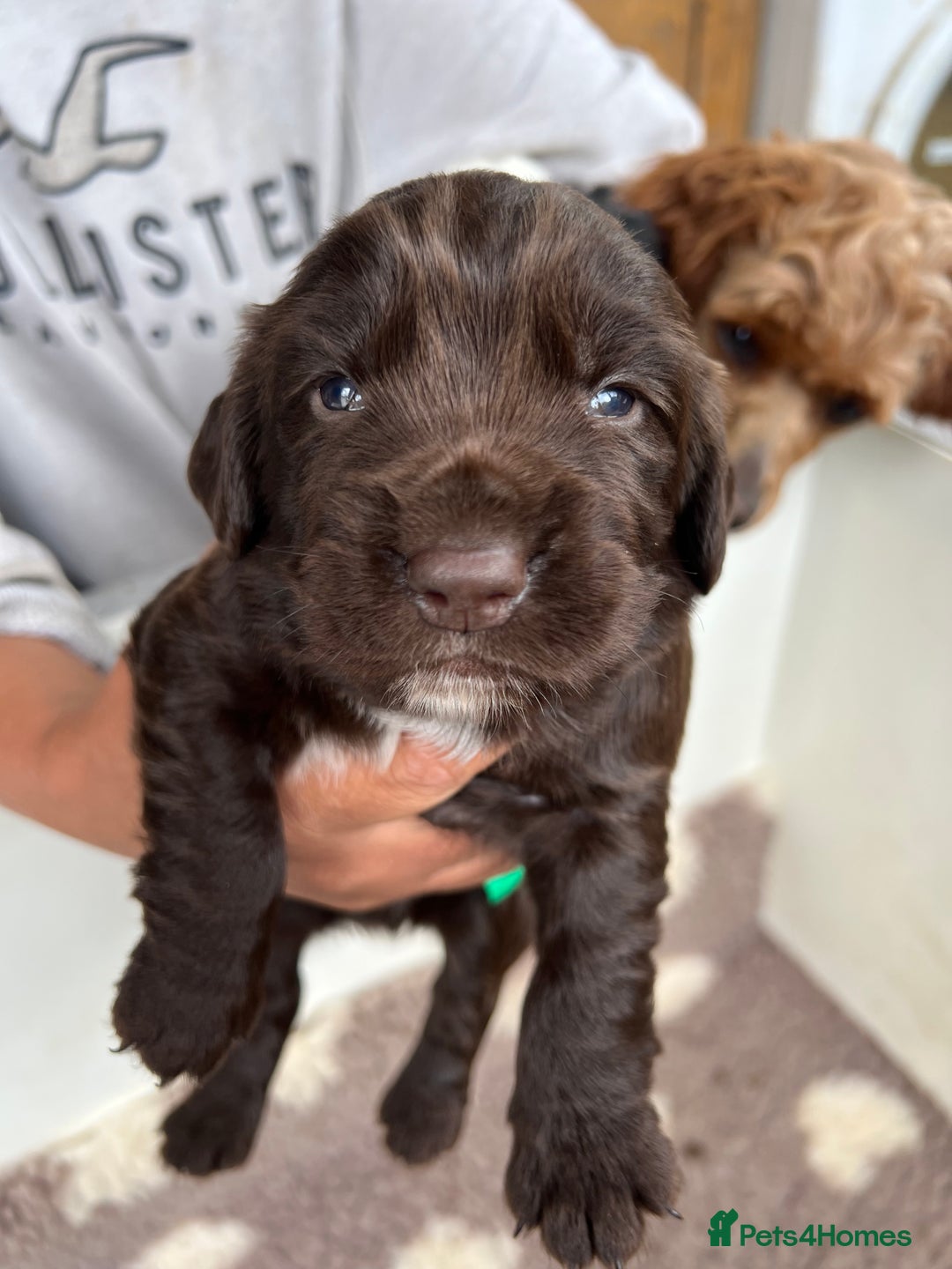 Sprocker dogs for sale: Chocolate sprocker spaniel puppies  - Image 4