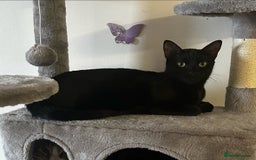 Bombay cats for sale: Black cat for sale  - Image 8