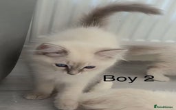 Ragdoll cats for sale: Ragdoll kittens for sale - Image 11
